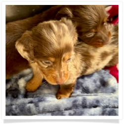 Carol - AKC Chocolate and Tan Dapple Longhair Female Miniature Dachshund Puppy