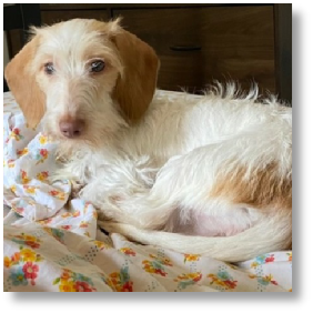 Gracie - AKC Red Piebald Softwire Hair Female Miniature Dachshund