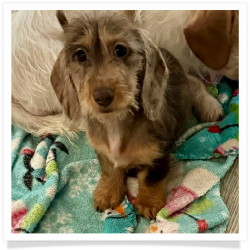 Puzzle - Chocolate and Tan Dapple Softwire Hair Female Miniature Dachshund Puppy