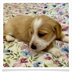 Carmen - Red Piebald Softwire Hair Female Miniature Dachshund Puppy