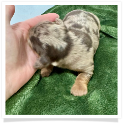 November Rain - AKC Chocolate & Tan Dapple Long Hair Male Miniature Dachshund Puppy