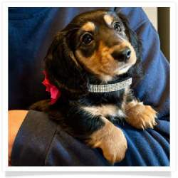 Hope - Black and Tan Longhair Female with a little white on her toes.  Possible Hidden Dapple. Miniature Dachshund Puppy