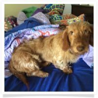 Robbie the softwire hair dachshund in his Happy Home