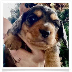 Max - Dapple Longhair Male with some white on chest Miniature Dachshund Puppy