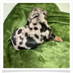 Storm - AKC Black & Tan Dapple Long Hair Female Miniature Dachshund Puppy