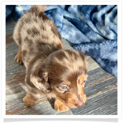 Carol - AKC Chocolate and Tan Dapple Longhair Female Miniature Dachshund Puppy