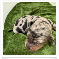 Storm - AKC Black & Tan Dapple Long Hair Female Miniature Dachshund Puppy