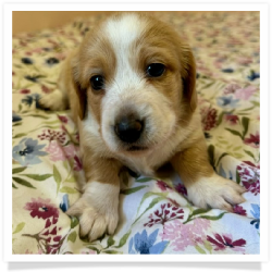 Carmen - Red Piebald Softwire Hair Female Miniature Dachshund Puppy