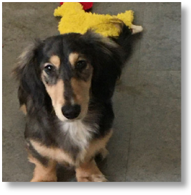 Noah James - AKC Cream and Black Dapple Longhair Male Miniature Dachshund