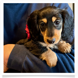 Hope - Black and Tan Longhair Female with a little white on her toes.  Possible Hidden Dapple. Miniature Dachshund Puppy