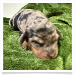Storm - AKC Black & Tan Dapple Long Hair Female Miniature Dachshund Puppy