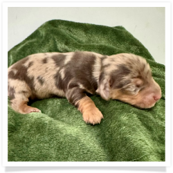 November Rain - AKC Chocolate & Tan Dapple Long Hair Male Miniature Dachshund Puppy