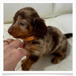 Carol - AKC Chocolate and Tan Dapple Longhair Female Miniature Dachshund Puppy