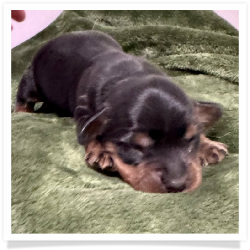 October Night - AKC Black & Tan Long Hair Female Miniature Dachshund Puppy