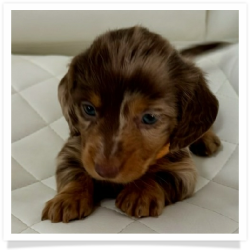 Carol - AKC Chocolate and Tan Dapple Longhair Female Miniature Dachshund Puppy